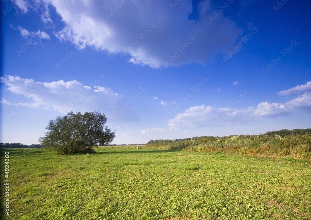 Fototapeta premium Summer in the rural