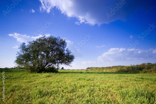  Summer hay bale and tree in field and blue sky