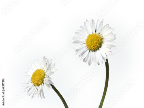pair of daisies on white