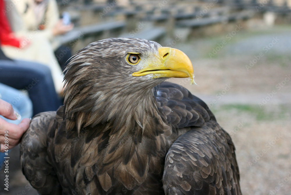 Obraz premium eagle 63