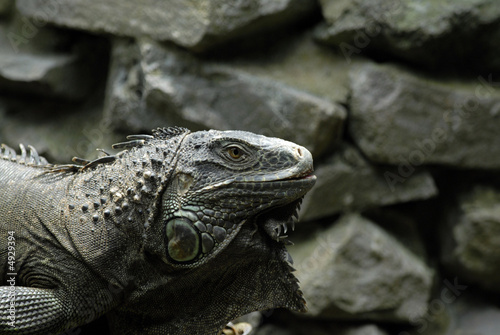 iguane marin