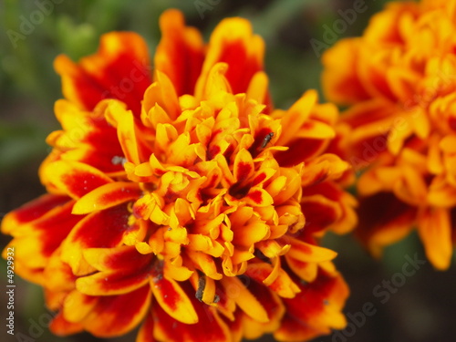 Fleur orange jaune