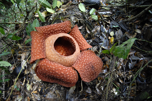 raflesia photo