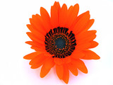 Isolated orange flower