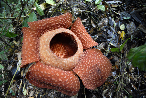 raflesia photo