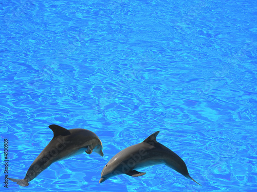 two dolphins