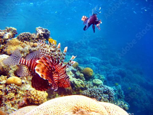 Rotfeuerfisch