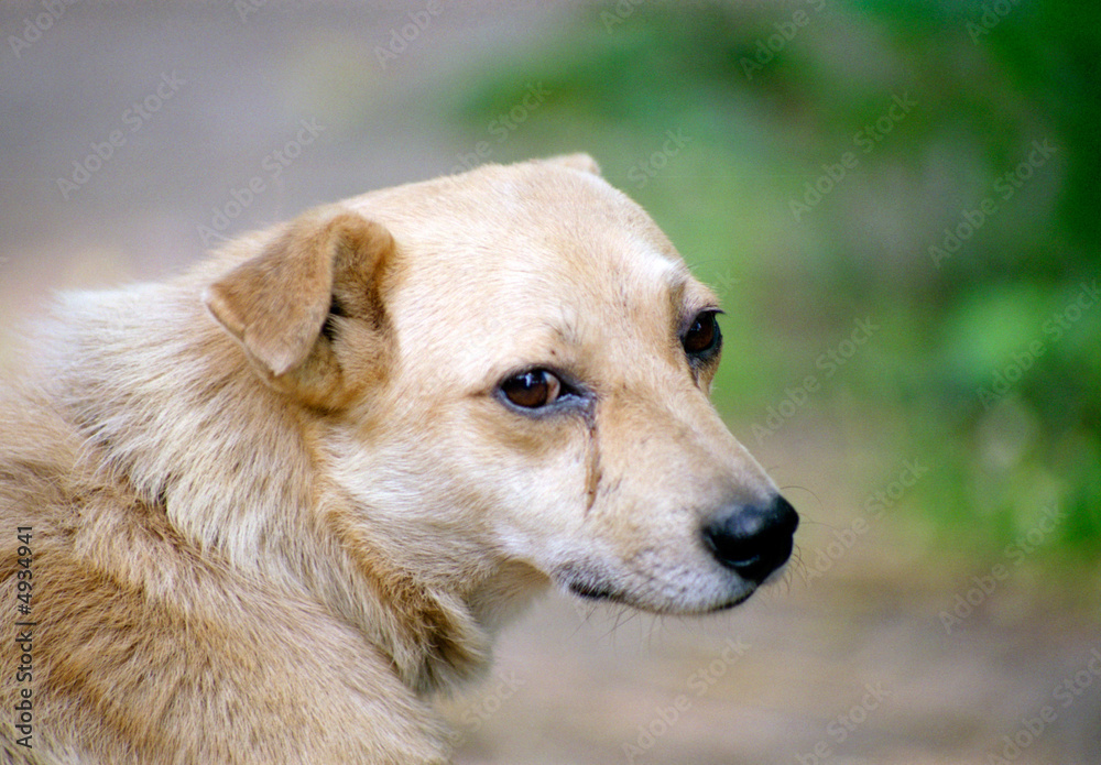 Tearful dog Tearful dog