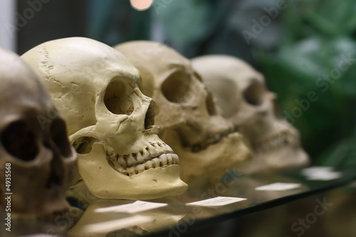 Fotografia Human skulls standing on the glass shelf