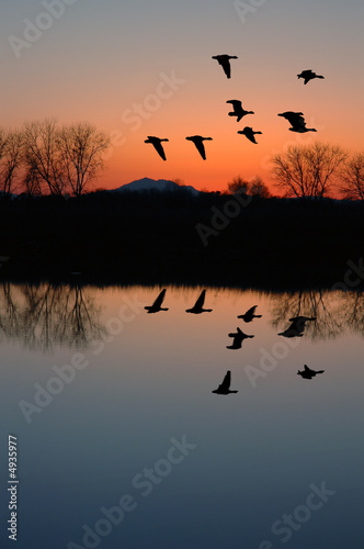 Evening Geese