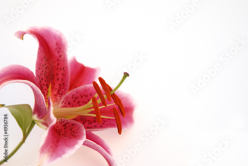 Leinwand Poster stargazer lily