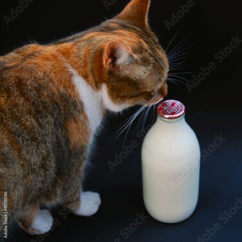 Cat with milk bottle photo