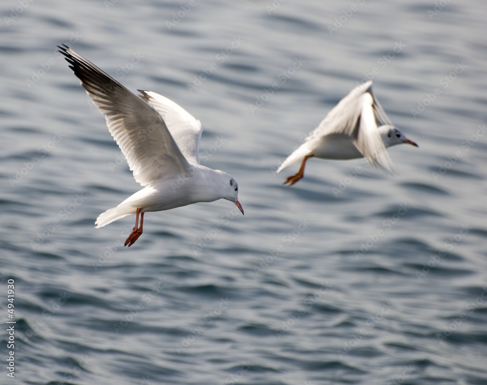 seagull seagull