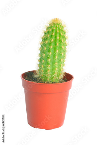 cactus in pot