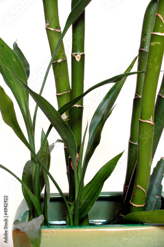 Fototapeta Naklejka Na Ścianę i Meble -  grüner Bambus in Vase