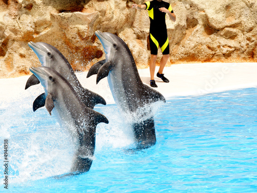 Dolphin Display