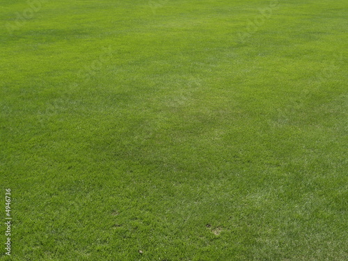 Background Grass