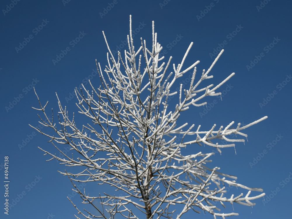 Fresh snow on a young tree