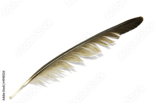 Feather with shadow and white background 3