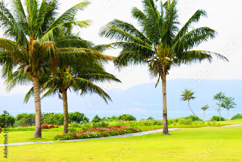 Palm trees in Hainan