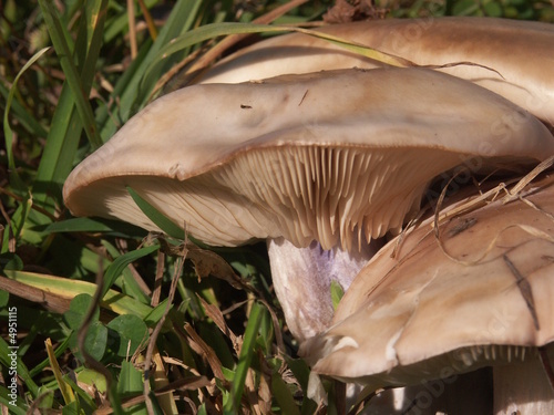 Herbst im Wald  - Lepista saeva