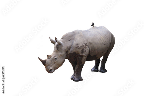 Two-horned black Rhino with bird