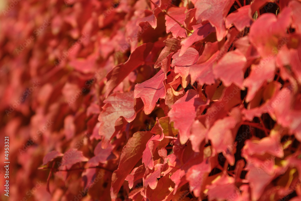 Herbst Blätter Hintergrund