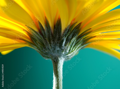 Yellow gerber flower on green background