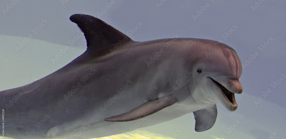 Fototapeta premium dolphin