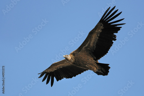 Griffon Vulture  Gyps fulvus . 