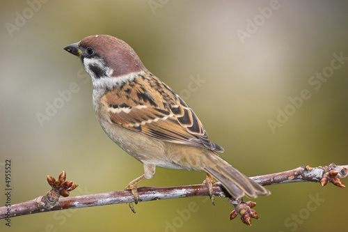 Beautiful sparrow on branch © hutale