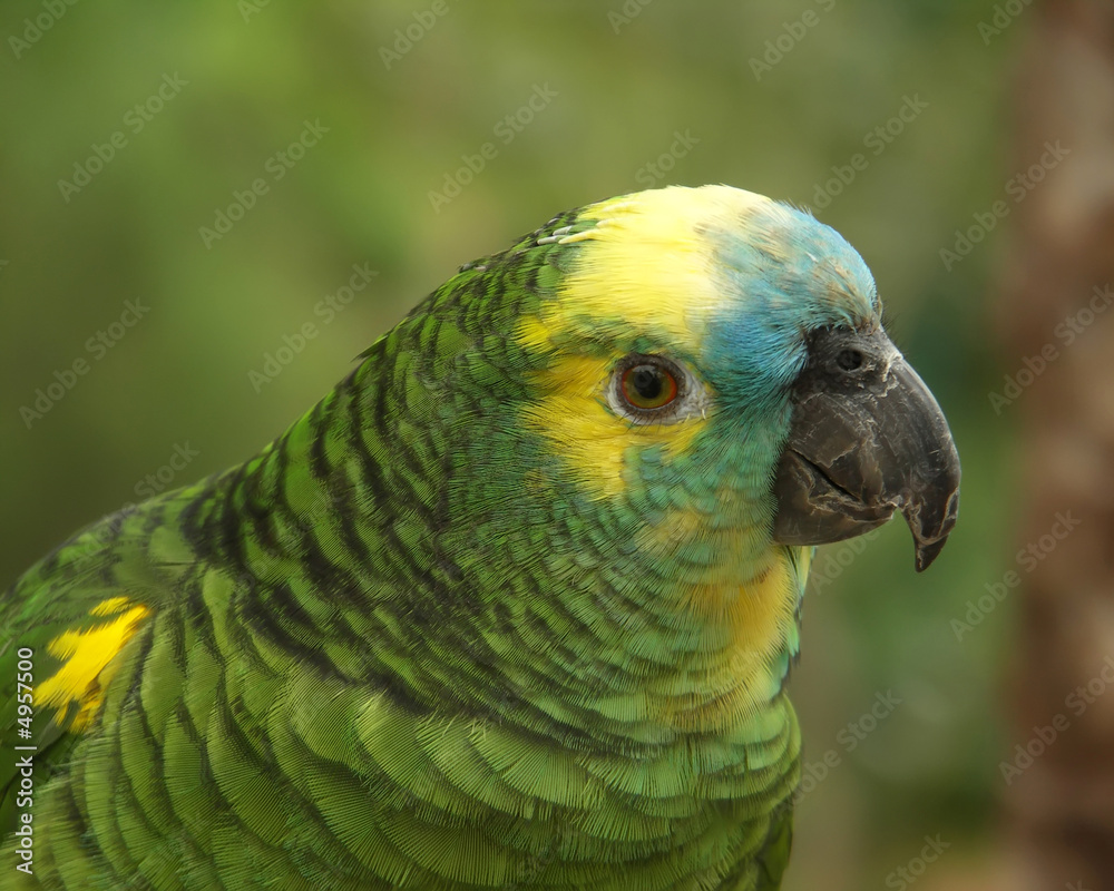 Fototapeta premium Parrot