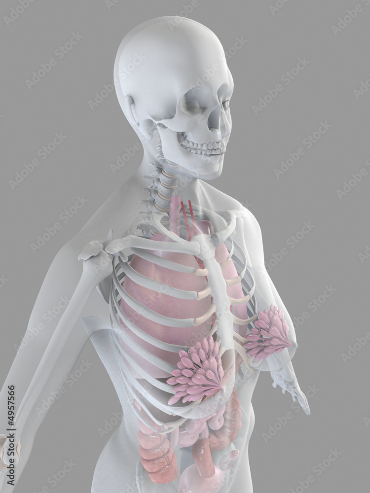 weiblicher brustkorb StockIllustration Adobe Stock