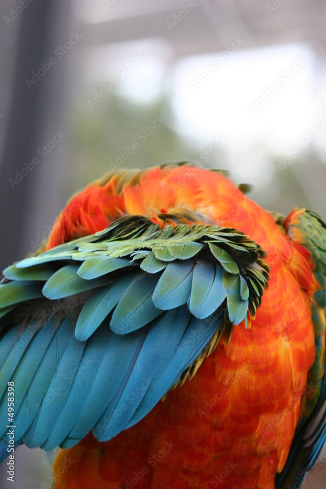 Obraz premium PARROTGROOMING FEATHERS