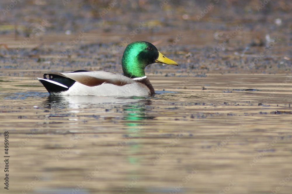 Obraz premium Resting Mallard