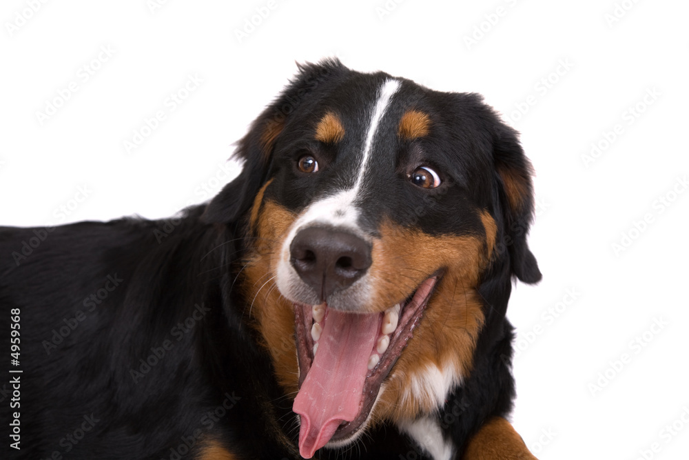 Yawning dog