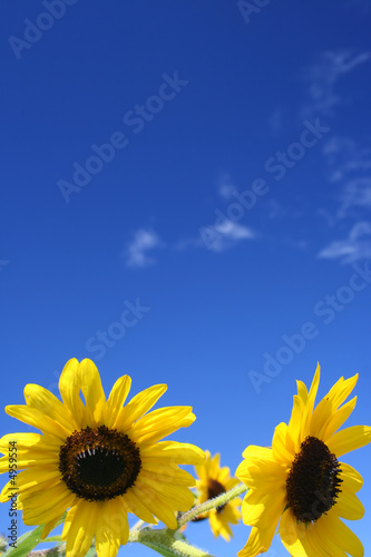 Sunflowers under beautiful blue sky