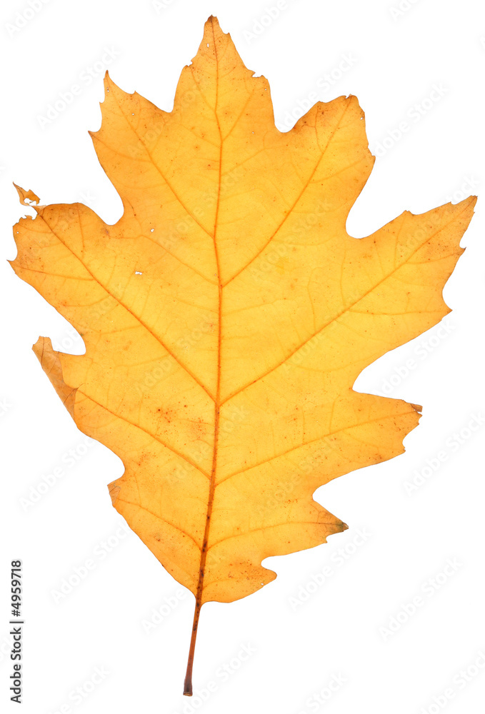 dry oak leaf dry oak leaf