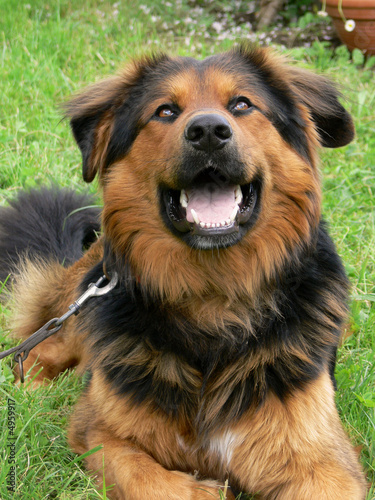 Hund liegend im Gras, großer Mischlingshund