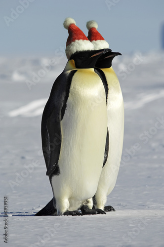 Penguin couple celebrates Christmas