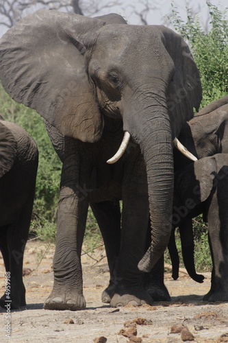 elephant au Botswana