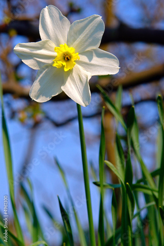 Fototapeta Naklejka Na Ścianę i Meble -  Narzisse (lat. Narcissus pseudonarcissus)