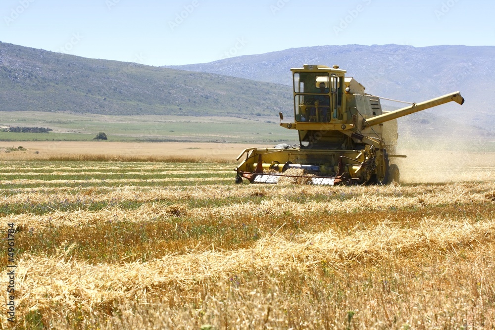 Fototapeta premium Harvester working