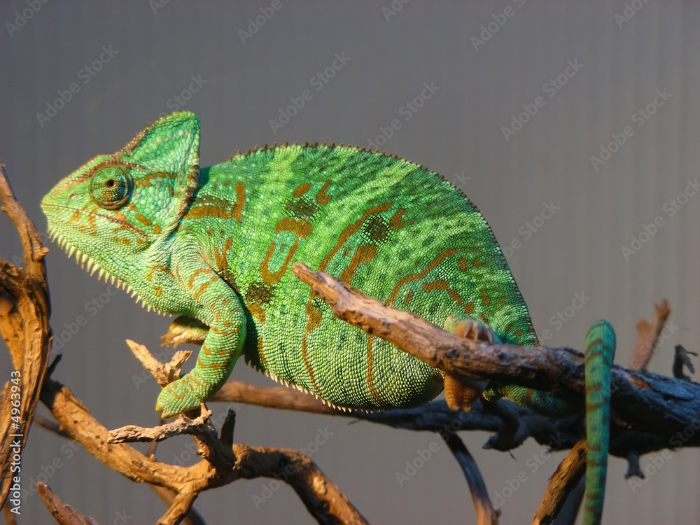 Obraz premium Kameleon