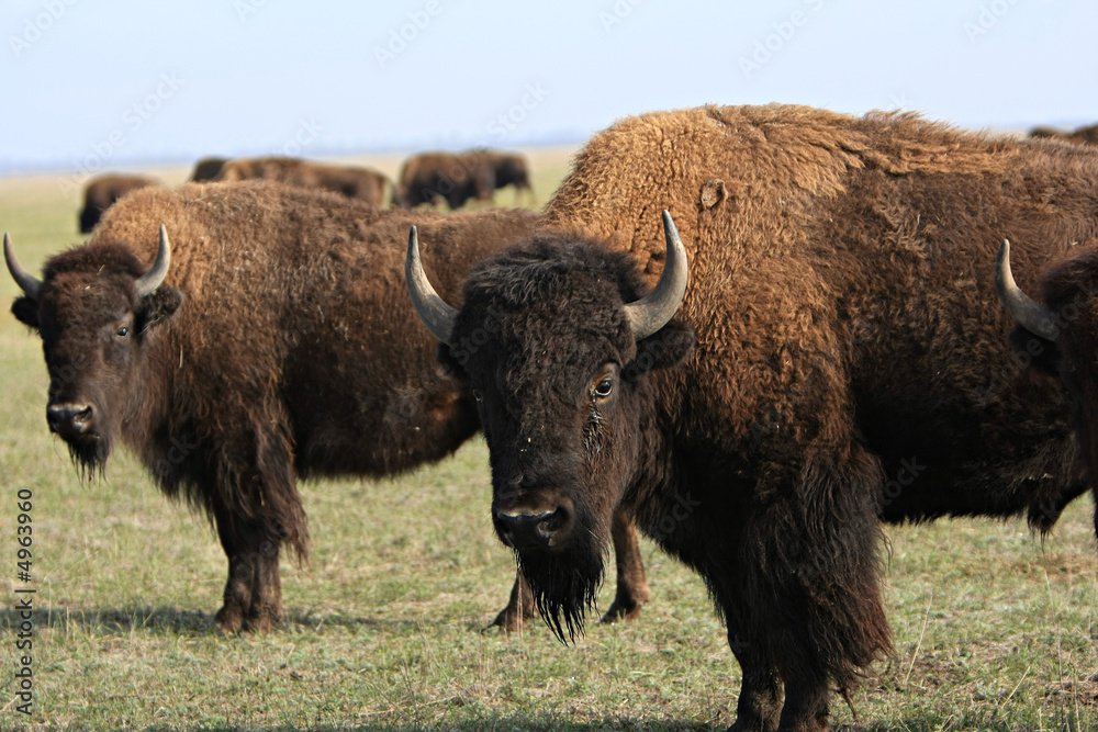 Buffalo Buffalo
