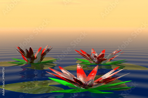 lilies in water