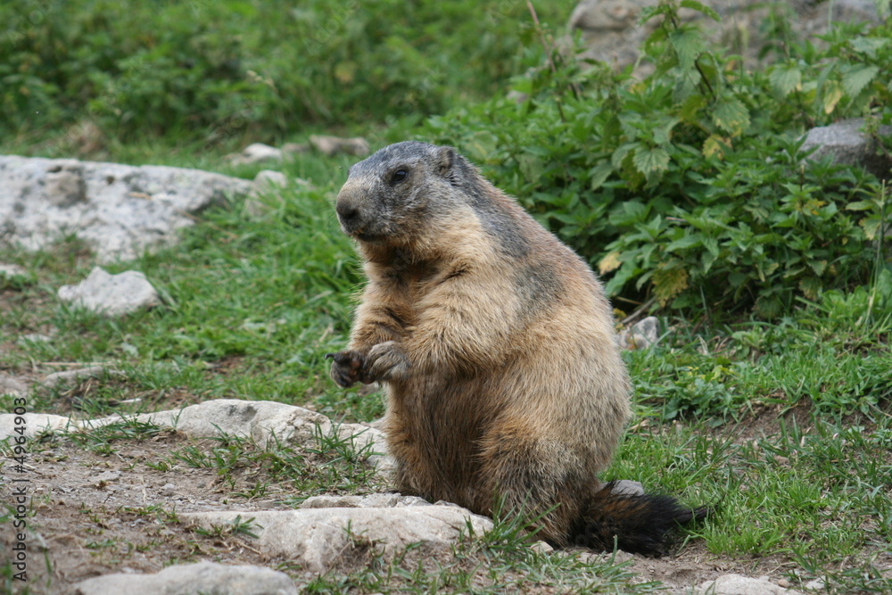 Naklejka premium marmotte