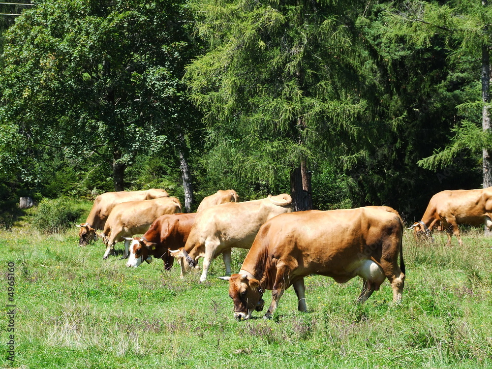 Kühe in Windrichtung