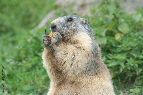 marmotte