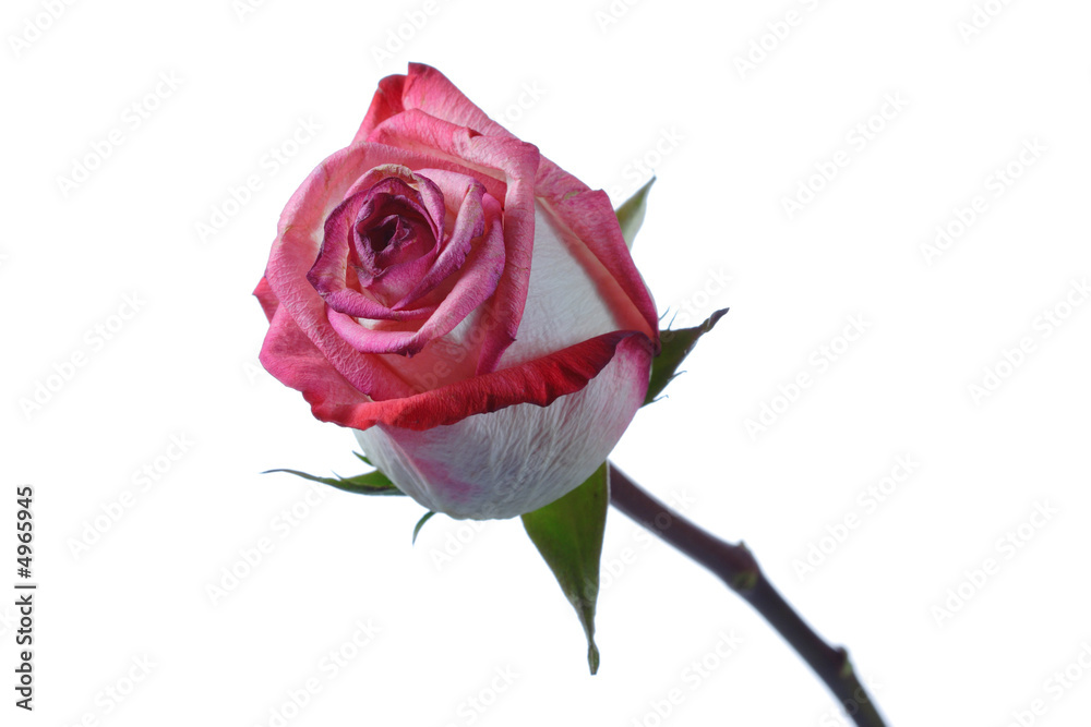 Pink rose against white background Pink rose against white background
